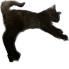 meow 15