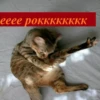 memy pró kotov (po rzhatí) 17