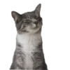 Meowshkin 15