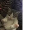 meow 14