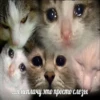 memy pró kotov (po rzhatí) 19