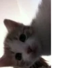 meow 15