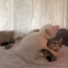 meow 16