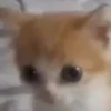 meow 17