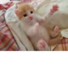 meow 18