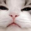 Kucing 16
