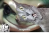 memy pró kotov (po rzhatí) 20