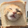 Kucing 17