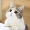 Meow by 13