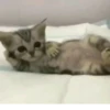 meow 19