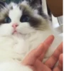 Kittens 8