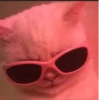 🌸 CUTE CAT 🌸 8