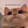 Meow by 14