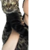 meow 16