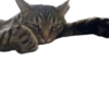 meow 17