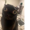 🌸 CUTE CAT 🌸 9