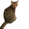 meow 18