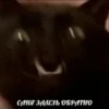 memy pró kotov (po rzhatí) 22