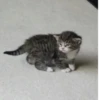 meow 20