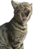 meow 19