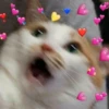 Kucing 19