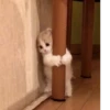 🌸 CUTE CAT 🌸 10