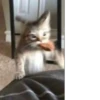 meow 21