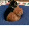 meow 22