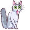 Meme Cats 17