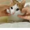Kittens 10