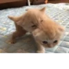 meow 23