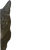 meow 20