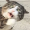 Kucing 21