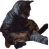 meow 21