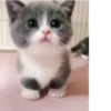 🌸 CUTE CAT 🌸 12