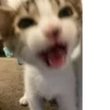 meow 24