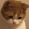 🌸 CUTE CAT 🌸 13