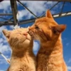 Meow by 18