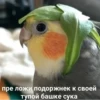 пре ложи подоржнек к своей тупой башке сука