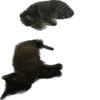meow 22