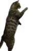 meow 23