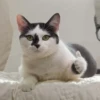 Meow by 19