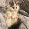 🌸 CUTE CAT 🌸 15