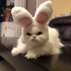 Kucing 23
