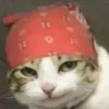 Kucing 24