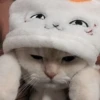 Kucing 25