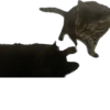 meow 24