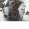 meow 26