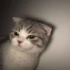 Kucing 26