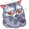 Meme Cats 23